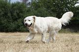GOLDEN RETRIEVER 730